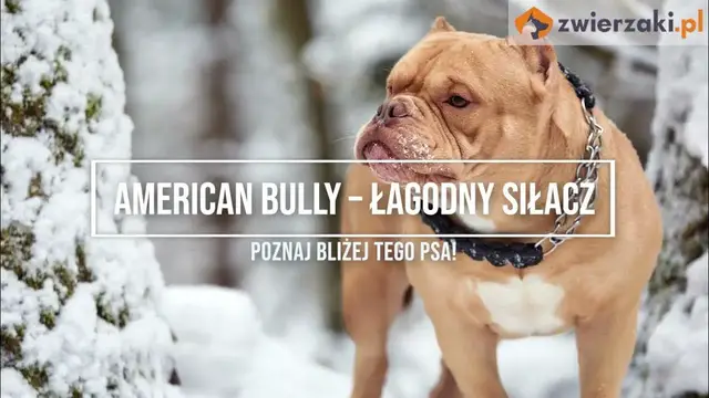 'Video thumbnail for American bully – opis rasy'