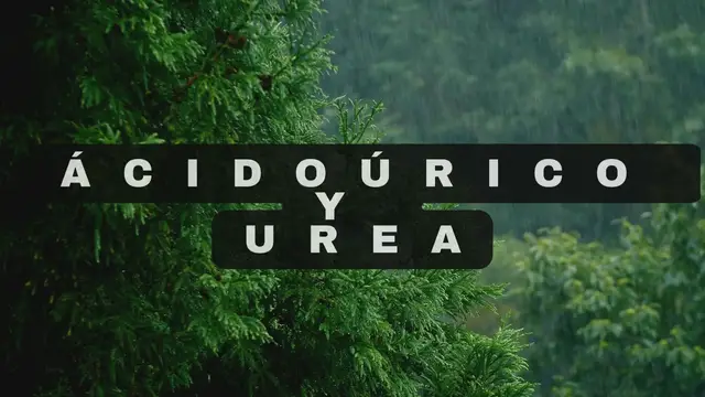 Video thumbnail for Ácido úrico y urea
