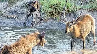 Video thumbnail for Hyenas Steal Wild Dog Kill in Epic Battle - Twice!