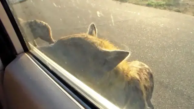 Video thumbnail for Hyena Nearly Opens Car Door