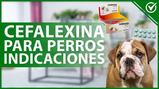Video thumbnail for 🐕 CEFALEXINA para PERROS: Función, dosis, contraindicaciones y efectos secundarios 💊🐕