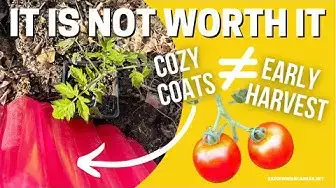 Video thumbnail for Planting Tomatoes Outside Early In Canada. Is It Worth Planting Tomato Plants In Season Extenders?