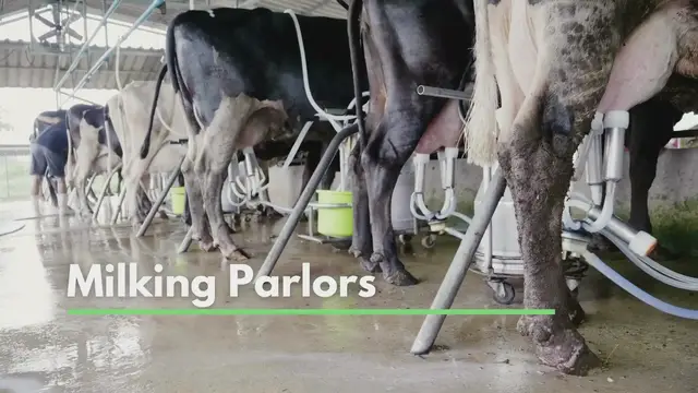 'Video thumbnail for Milking Parlors'