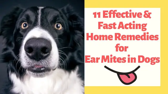 'Video thumbnail for 11 Effective & Fast Acting Home Remedies for Ear Mites in Dogs'