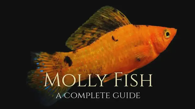 Video thumbnail for Molly Fish A Complete Guide