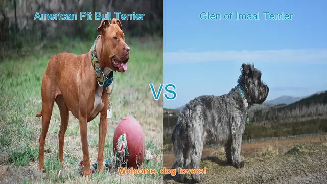 Video thumbnail for Dog Breed Comparison: American Pit Bull Terrier vs. Glen of Imaal Terrier