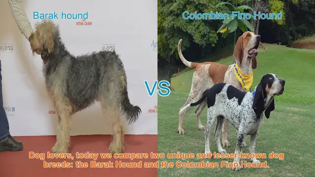 Video thumbnail for Barak Hound vs. Colombian Fino Hound: A Comparison of Unique Dog Breeds