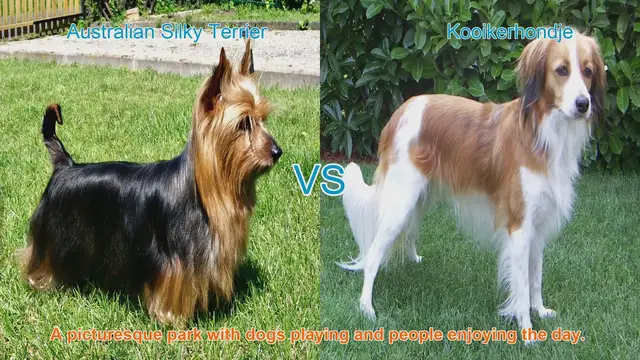 Video thumbnail for Australian Silky Terrier vs. Kooikerhondje: Breed Comparison