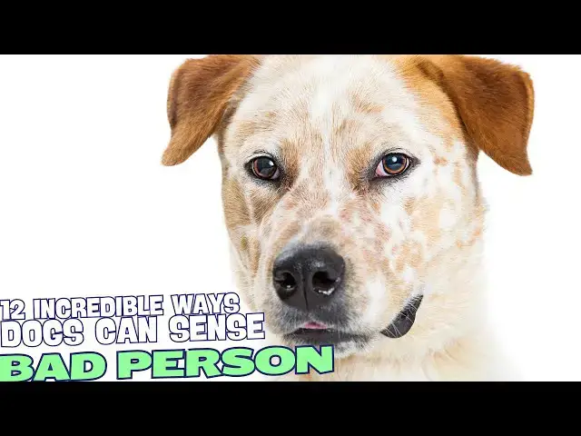 Video thumbnail for 12 Incredible Ways Dogs Can Sense a Bad Person ??