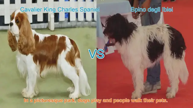 Video thumbnail for Cavalier King Charles Spaniel vs. Spino degli Iblei: A Comprehensive Comparison