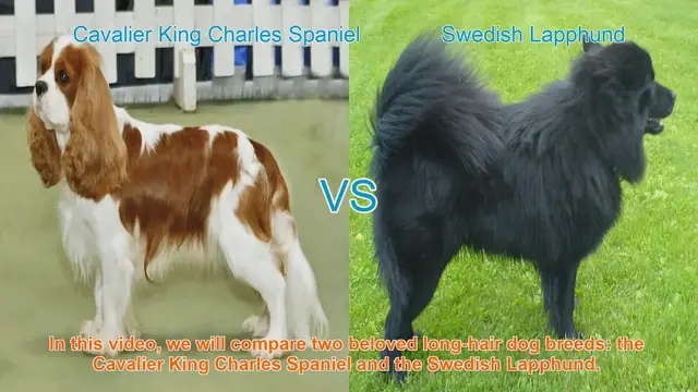Video thumbnail for Cavalier King Charles Spaniel vs. Swedish Lapphund: A Breed Comparison