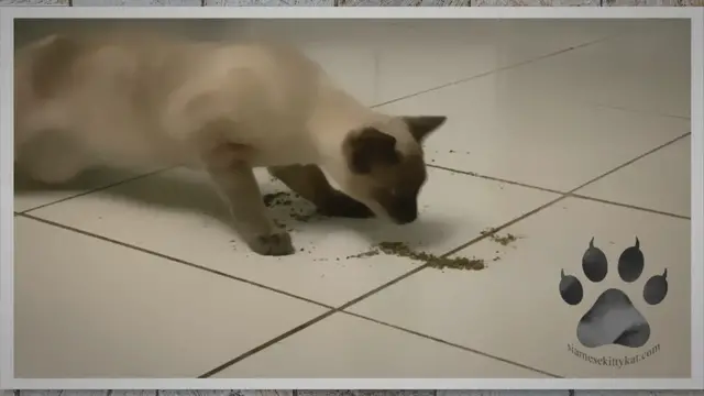 Video thumbnail for Do Siamese Cats Like Catnip?