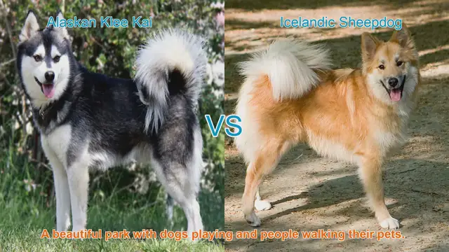 Video thumbnail for Alaskan Klee Kai VS Icelandic Sheepdog