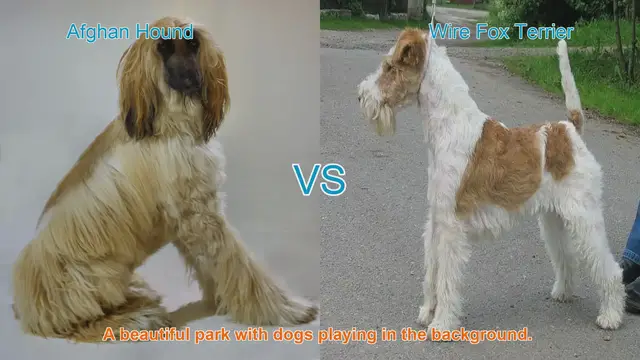 Video thumbnail for Comparing Afghan Hound and Wire Fox Terrier: Unique Traits and Characteristics