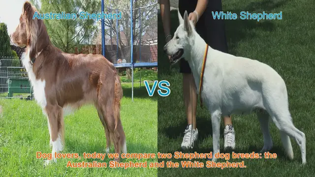Video thumbnail for Australian Shepherd vs. White Shepherd: A Comparison of Two Shepherd Dog Breeds