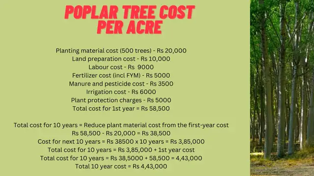 'Video thumbnail for Poplar tree project report'