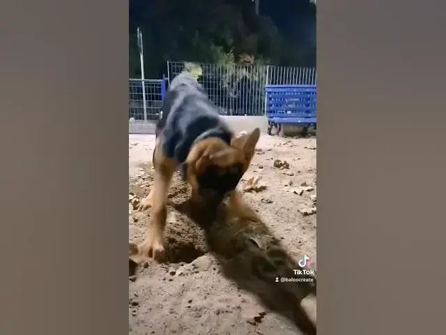 Video thumbnail for #gsdpuppy #dog #gsd #happy #happydog