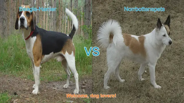 Video thumbnail for Dog Breed Comparison: Beagle-Harrier vs. Norrbottenspets