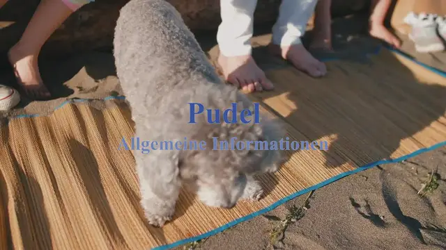 'Video thumbnail for Pudel Allgemeine Informationen'