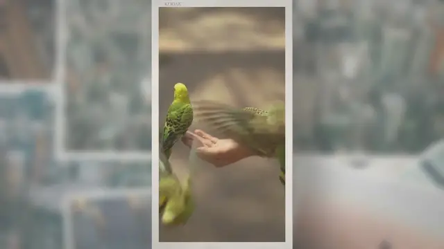 Video thumbnail for Can Parakeets Eat Blueberries?