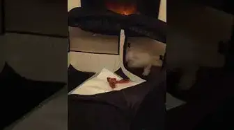 'Video thumbnail for My 3 month old Maltese pup sis Arya trying to steal my bone after I let her join my pack!'
