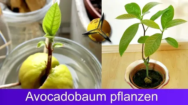Video thumbnail for Avocado pflanzen: Avocadobaum selber ziehen