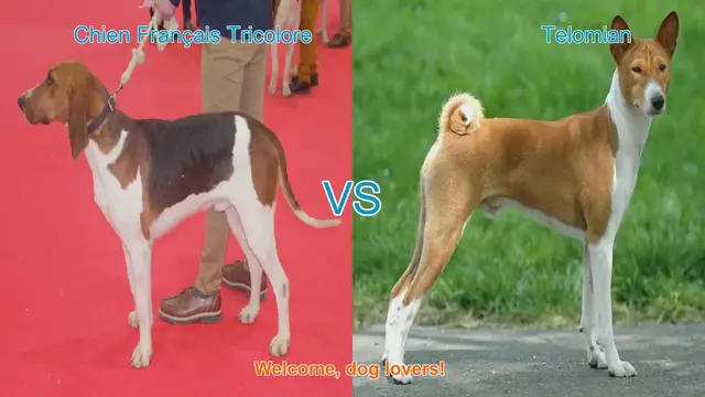 Video thumbnail for Comparing Chien Français Tricolore and Telomian: A Guide for Dog Lovers