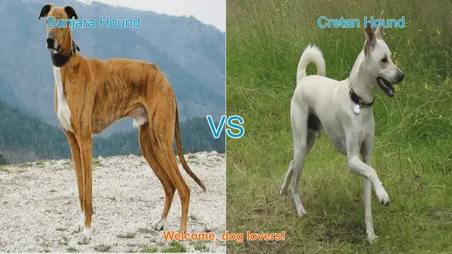 Video thumbnail for Banjara Hound vs. Cretan Hound: A Comprehensive Comparison