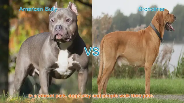 Video thumbnail for American Bully vs. Broholmer: A Breed Comparison