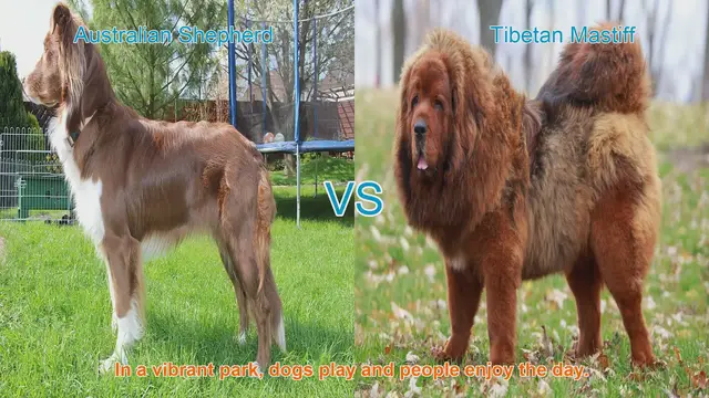 Video thumbnail for Australian Shepherd vs. Tibetan Mastiff: A Breed Comparison