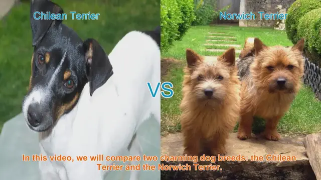 Video thumbnail for Chilean Terrier VS Norwich Terrier