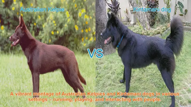 Video thumbnail for Australian Kelpie vs. Kintamani Dog: A Comparative Guide