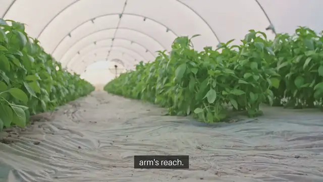 Video thumbnail for How to Grow Basil in Pots