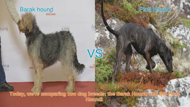 Video thumbnail for Barak Hound vs. Plott Hound: A Comprehensive Comparison