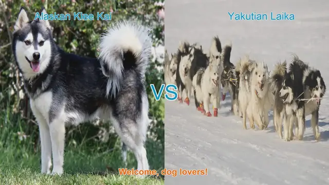 Video thumbnail for Alaskan Klee Kai VS Yakutian Laika