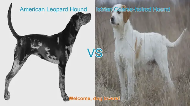 Video thumbnail for American Leopard Hound vs. Istrian Coarse-haired Hound: A Comparison