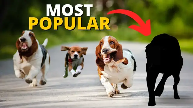 Video thumbnail for 10 Most Popular Hound Dogs in the World