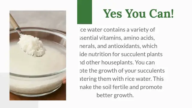 'Video thumbnail for Can You Water Houseplant With Rice Water? Using Rice Water For Succulent Fertilizer (2021)'