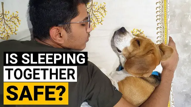 Video thumbnail for Can your Beagle Sleep with you on your Bed?