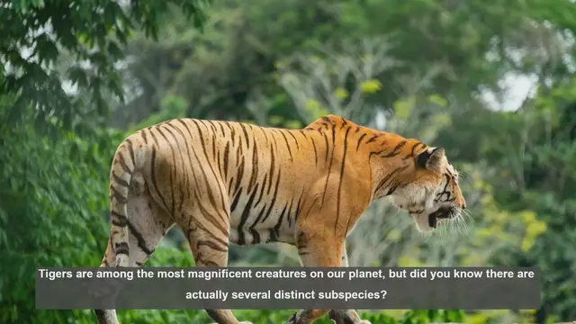 Video thumbnail for 10 Ways to Identify Tiger Subspecies: A Guide for Conservation