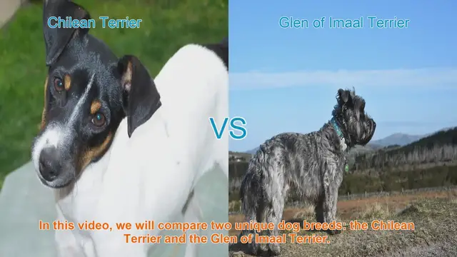 Video thumbnail for Chilean Terrier vs. Glen of Imaal Terrier: A Comprehensive Comparison