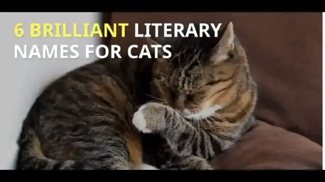 Video thumbnail for 6 BRILLIANT LITERARY NAMES FOR CATS
