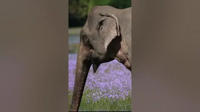 Video thumbnail for Elephant in beautiful background #shorts