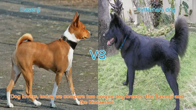 Video thumbnail for Basenji vs. Kintamani: A Comparison of Unique Dog Breeds