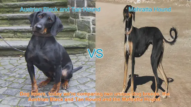 Video thumbnail for Austrian Black and Tan Hound vs. Mahratta Hound: Breed Comparison