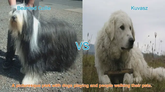 Video thumbnail for Comparing Bearded Collie and Kuvasz: Long-Haired Dog Breeds