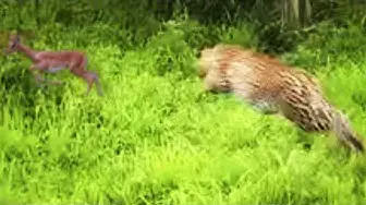 Video thumbnail for Leopard Stalks and Kills an Abandonded Impala Lamb