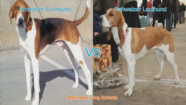 Video thumbnail for American Foxhound vs. Schweizer Laufhund: A Comparison of Two Hunting Dog Breeds