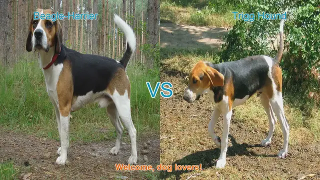 Video thumbnail for Beagle-Harrier vs. Trigg Hound: A Comprehensive Comparison