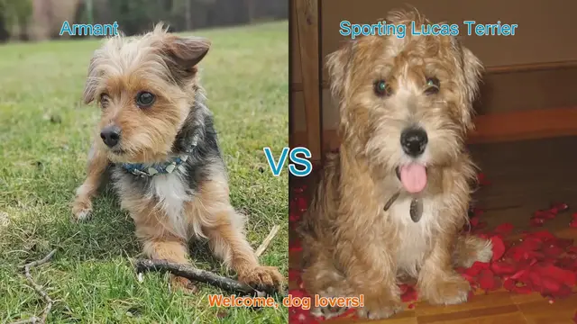 Video thumbnail for Armant vs. Sporting Lucas Terrier: A Comparison of Two Unique Dog Breeds
